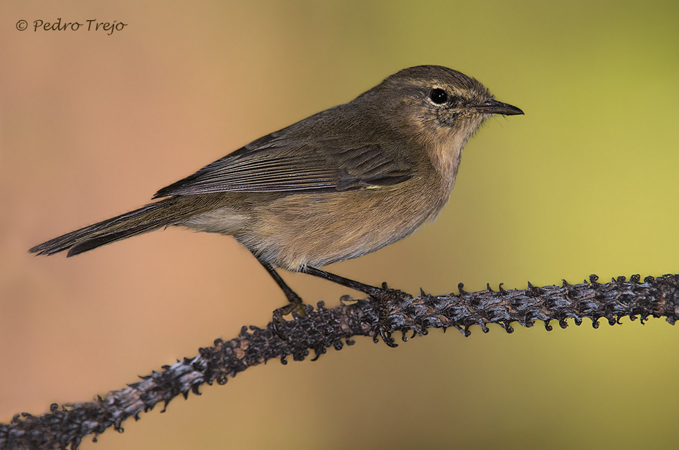 Mosquitero canario (Phylloscopus canariensis)